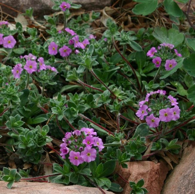 Silky Rock Jasmine