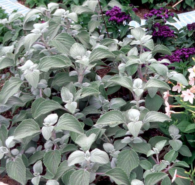 Silver Dollar Plant