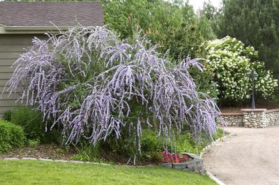 Silver Fountain Butterfly Bush