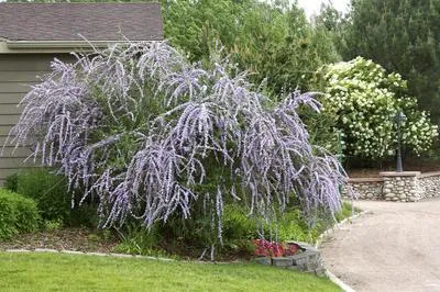 Silver Fountain Butterfly Bush