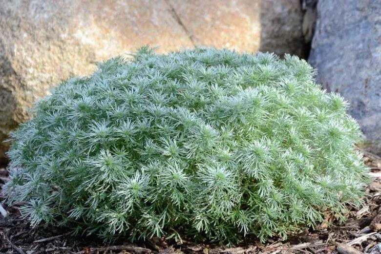 Silver Mound Artemisia