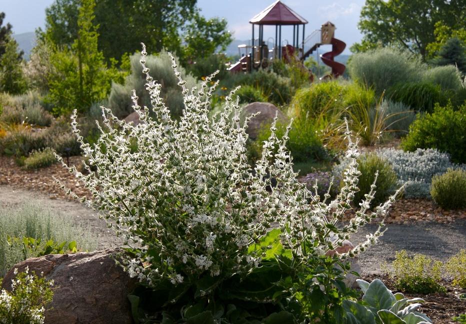 Silver Sage