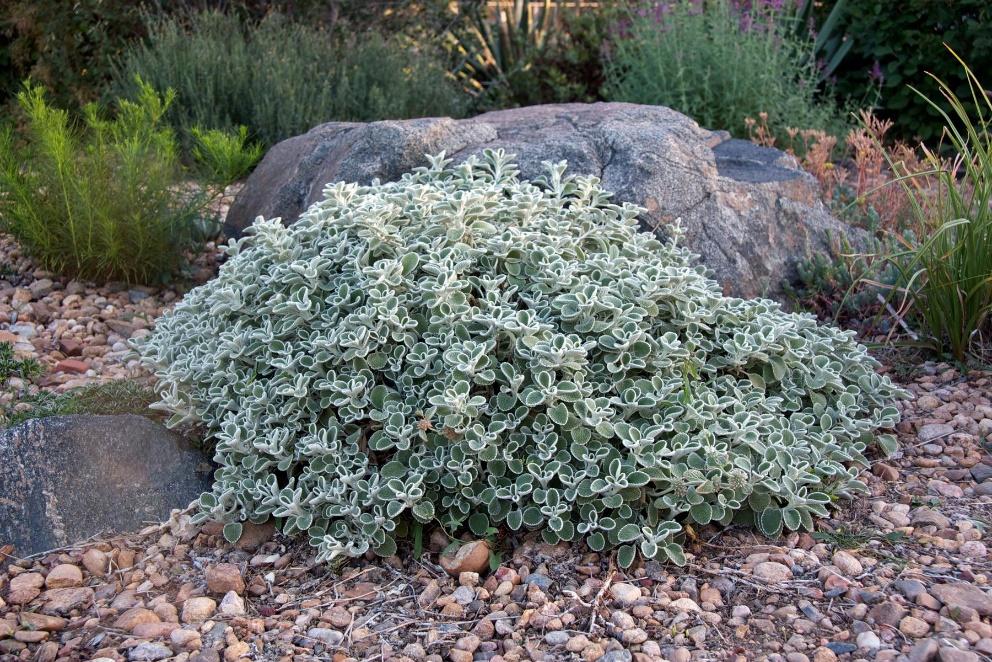 Silverheels Horehound