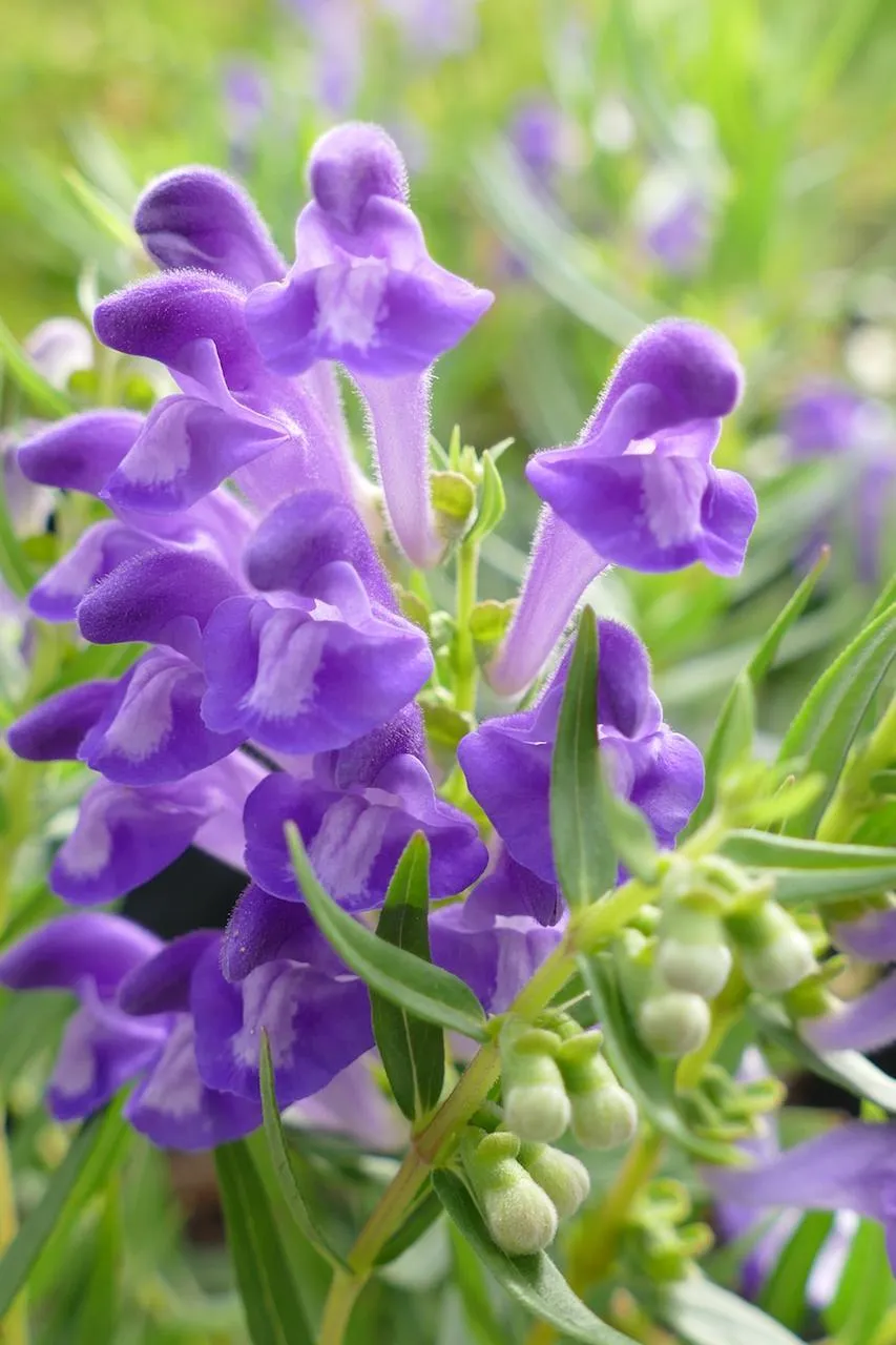 Snowmass®Scutellaria