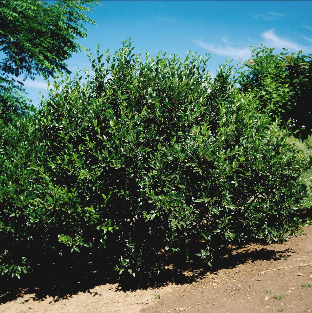 Smith’s Buckthorn