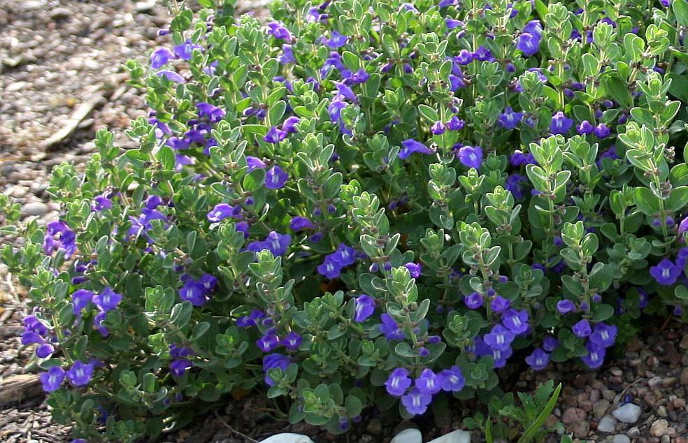 Smoky Hills Skullcap
