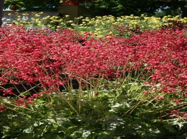 Snow Angel Coral Bells