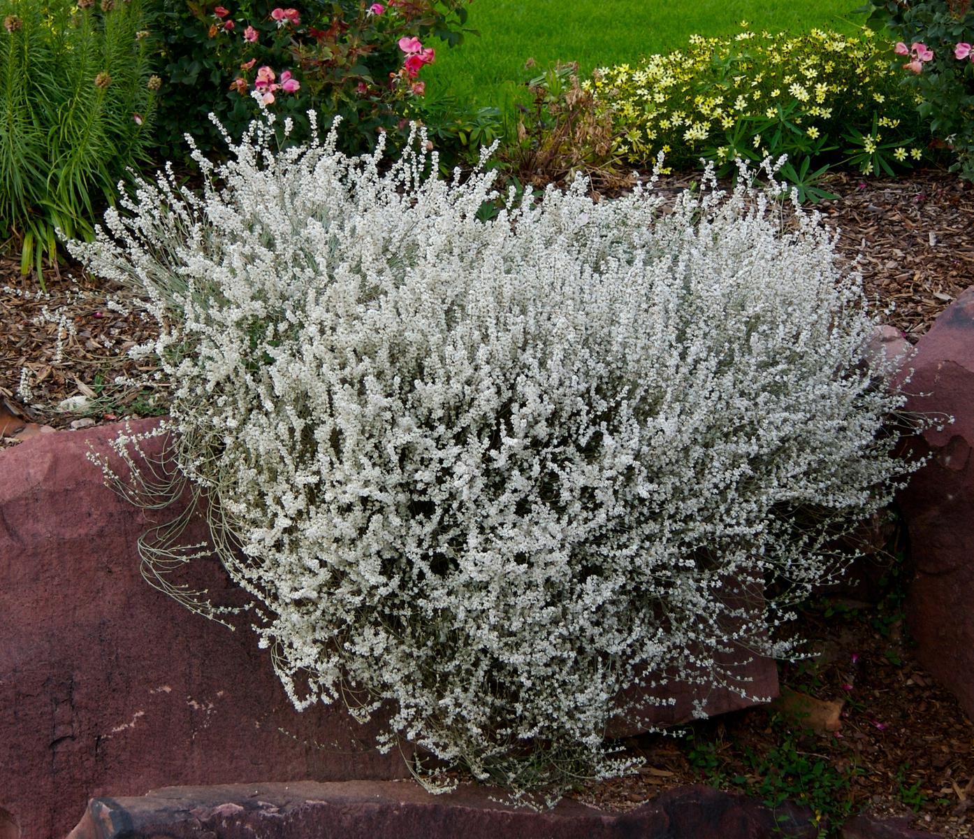 Snow Mesa Buckwheat