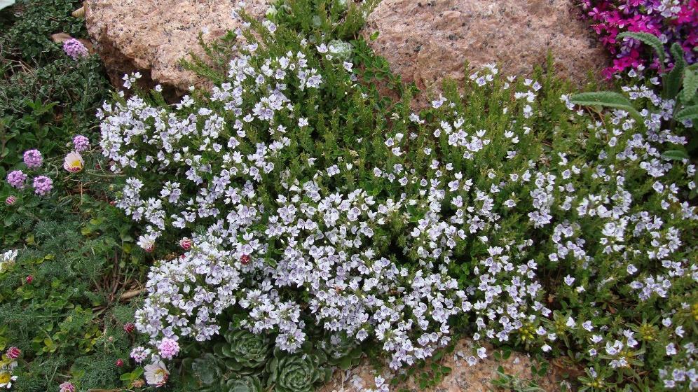 Snowmass® Blue Eyed Veronica