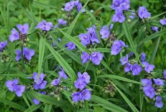 Prairie Spiderwort