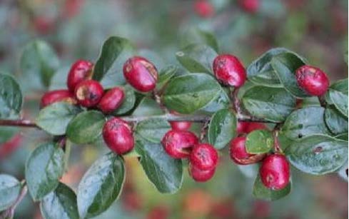 Spreading Cotoneaster