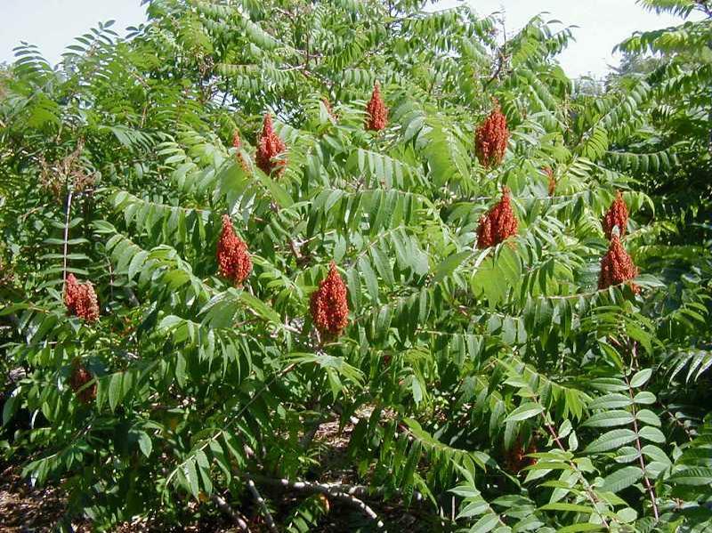 Staghorn Sumac