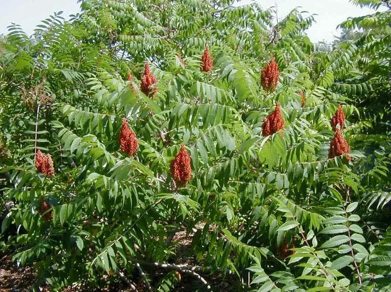 Staghorn Sumac