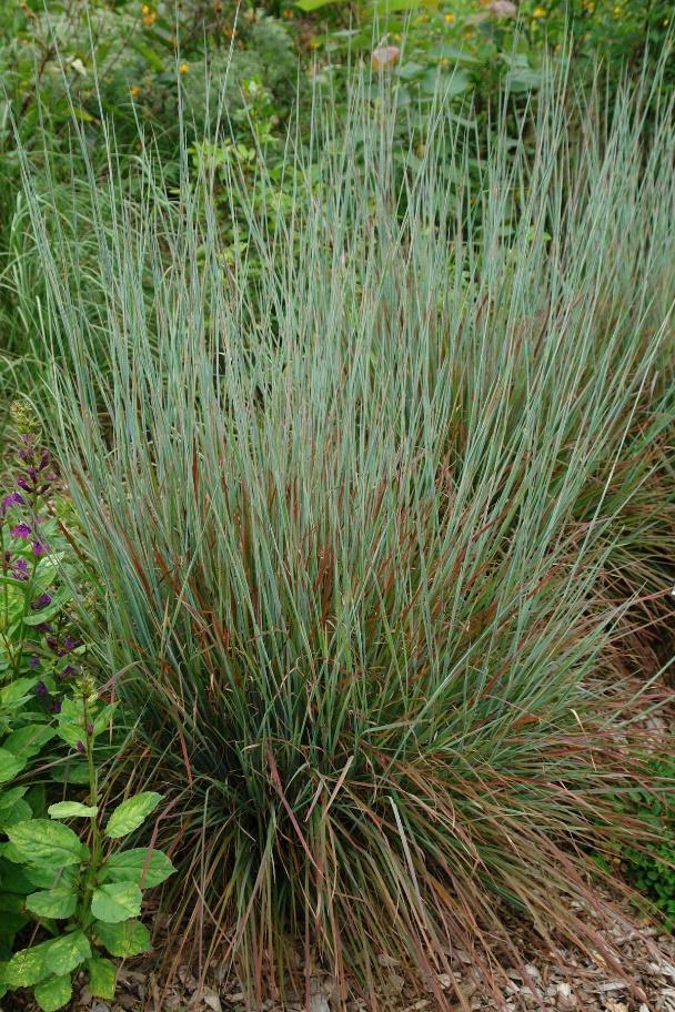 Standing Ovation Little Bluestem