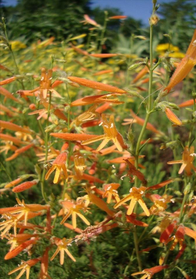 SteppeSuns™ Sunset Glow Penstemon