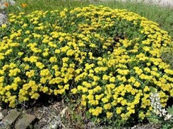 Sulphur flower