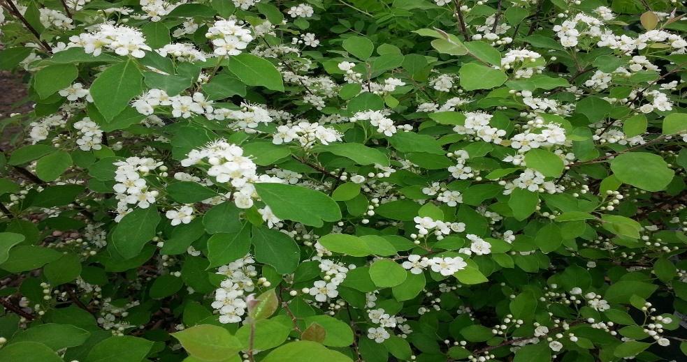 Sungari Redbead Cotoneaster