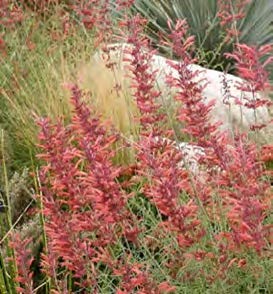 Sunset Hyssop