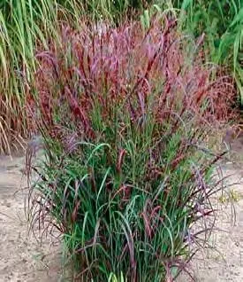 Switchgrass