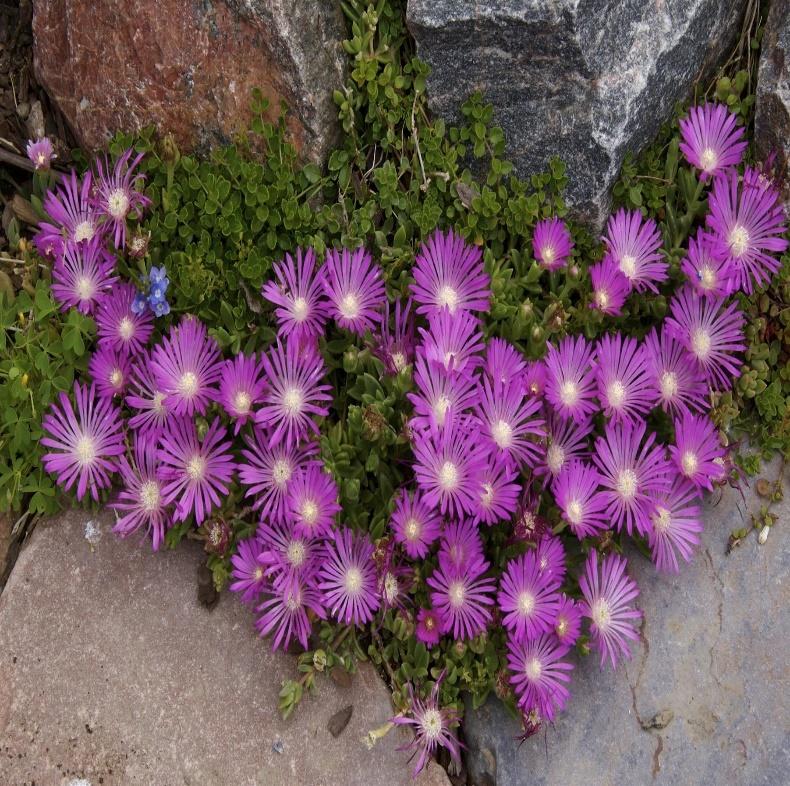 TABLE MOUNTAIN®Ice Plant