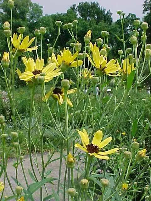 Tall Tickseed