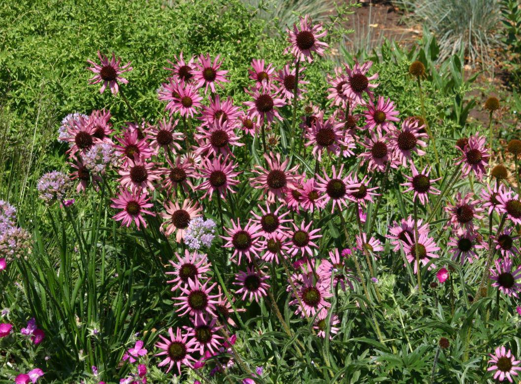 Tennessee Purple Coneflower