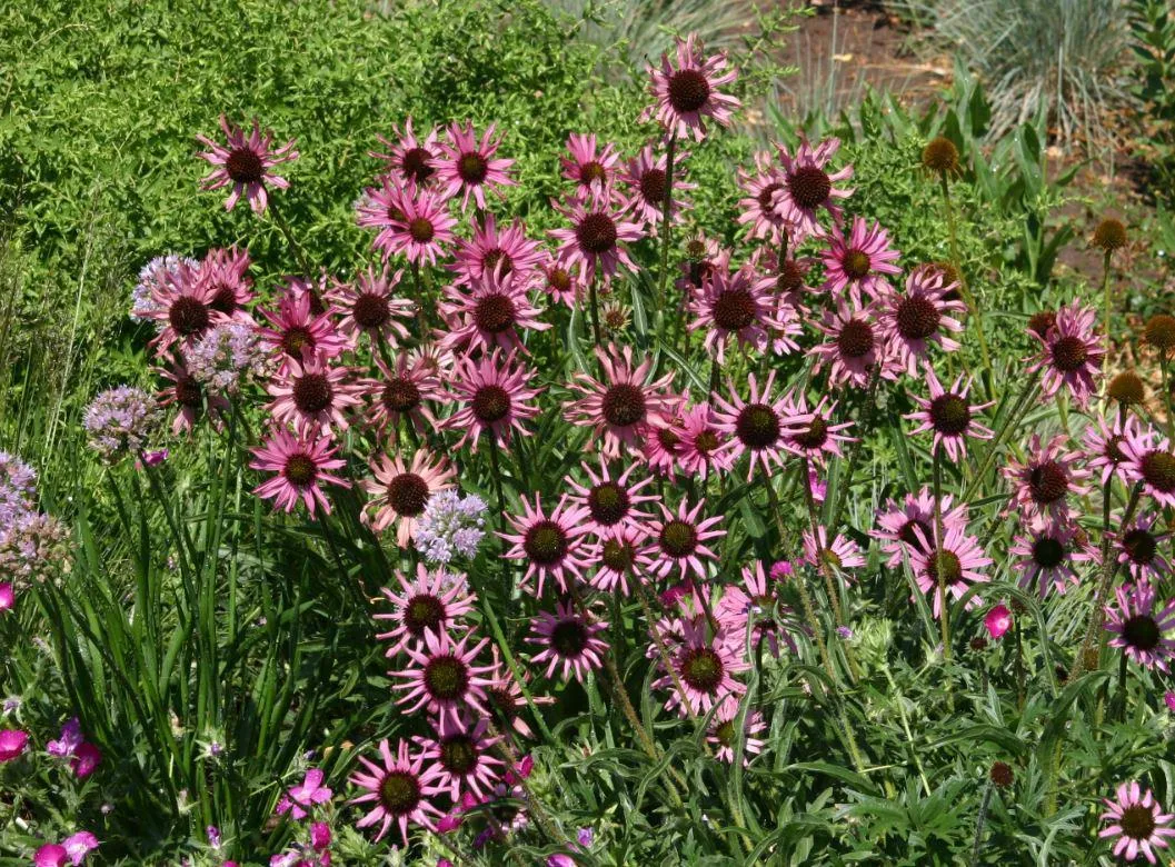 Tennessee Purple Coneflower