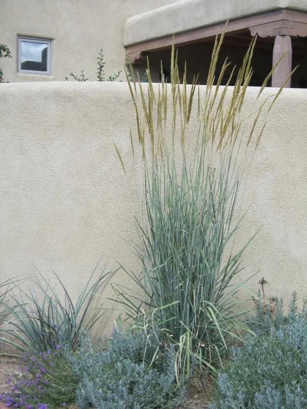 Thin Man Indian Grass