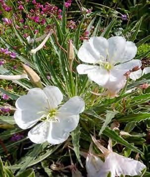Tufted Evening Primrose