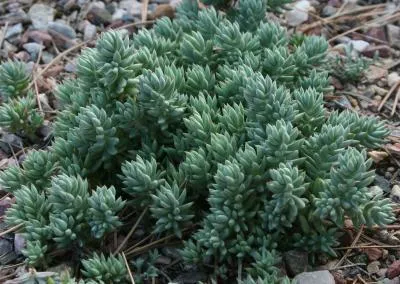 Turquoise Tails Blue Sedum