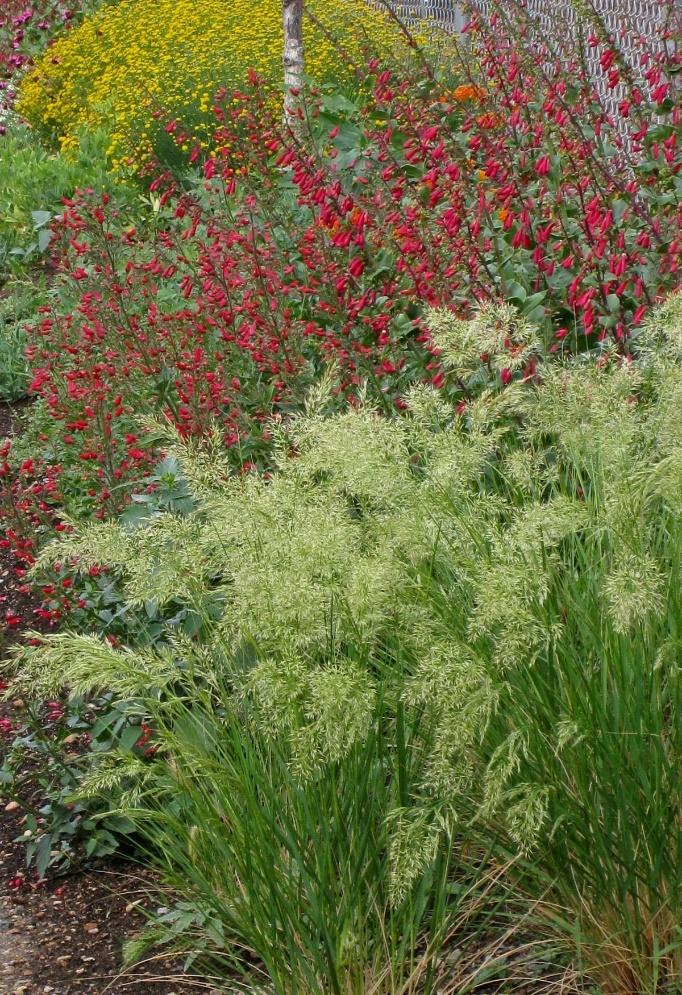 UNDAUNTED®Alpine Plume Grass
