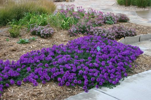 VALLEY LAVENDER® Plains Verbena