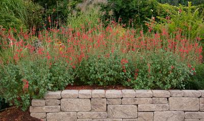 VERMILION BLUFFS®Mexican Sage