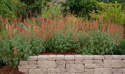 VERMILION BLUFFS®Mexican Sage