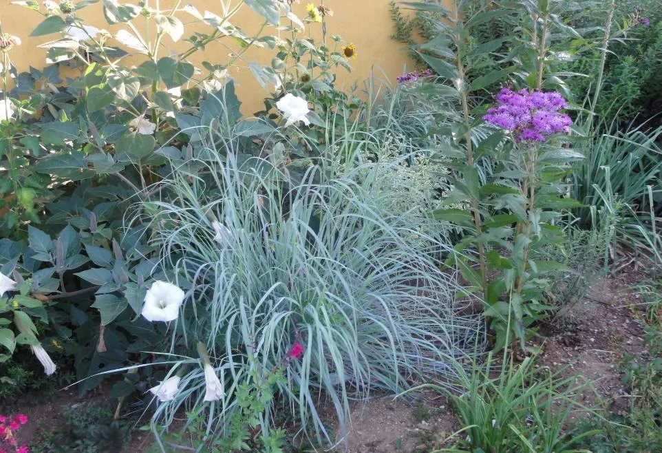 WINDWALKER®Big Bluestem