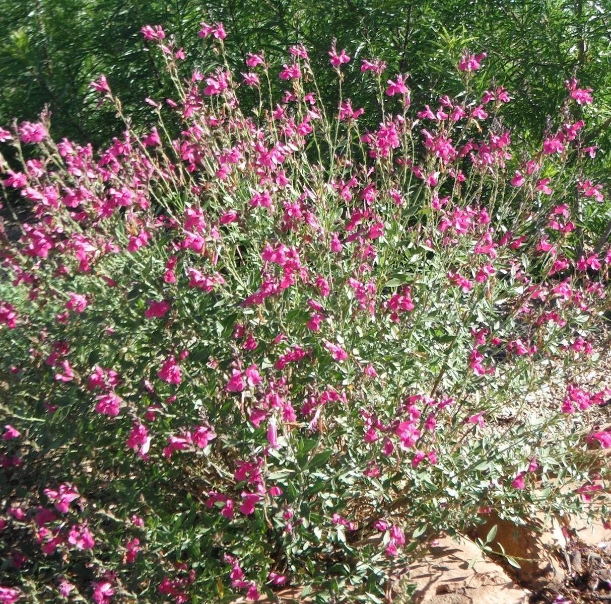 WINDWALKER®Desert Rose Salvia