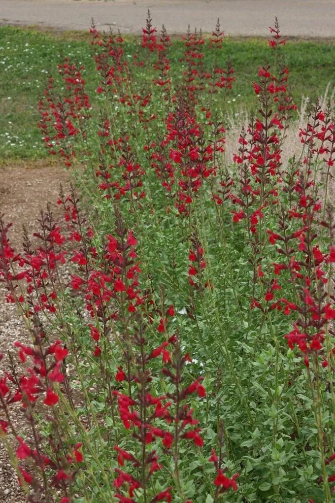 WINDWALKER® Royal Red Salvia