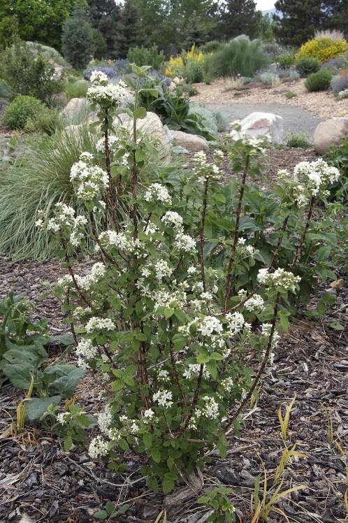 Waxflower