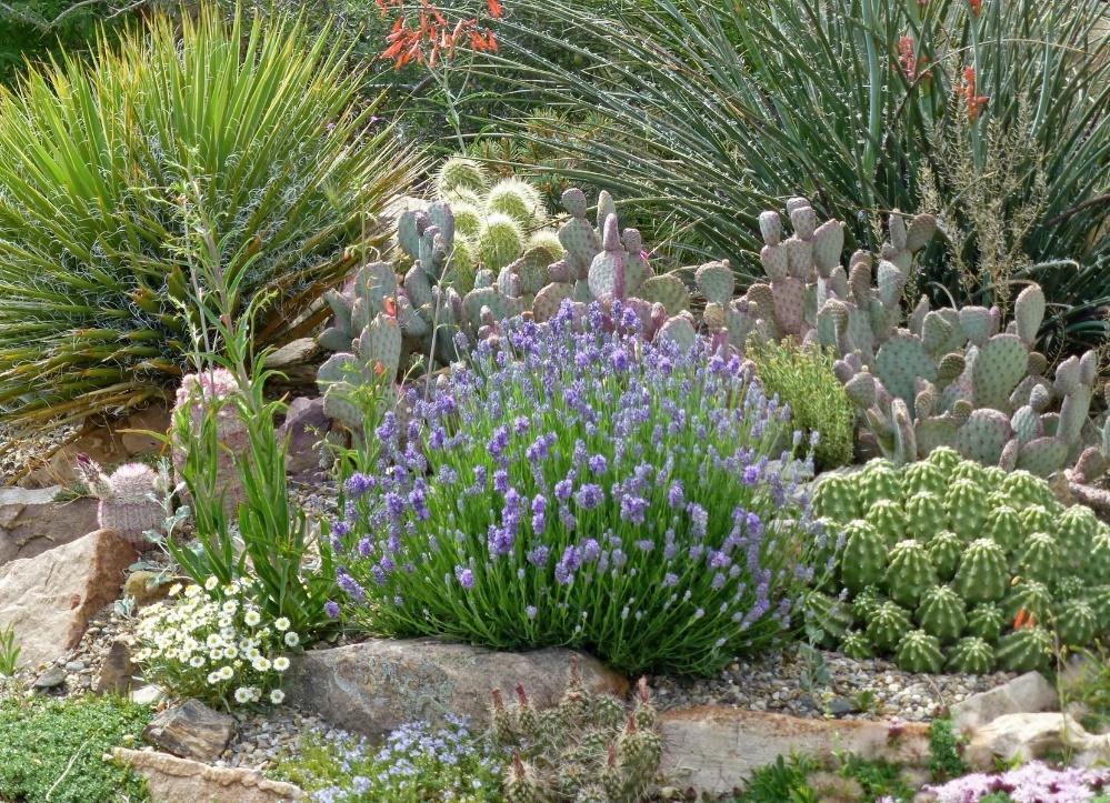 Wee One Dwarf English Lavender