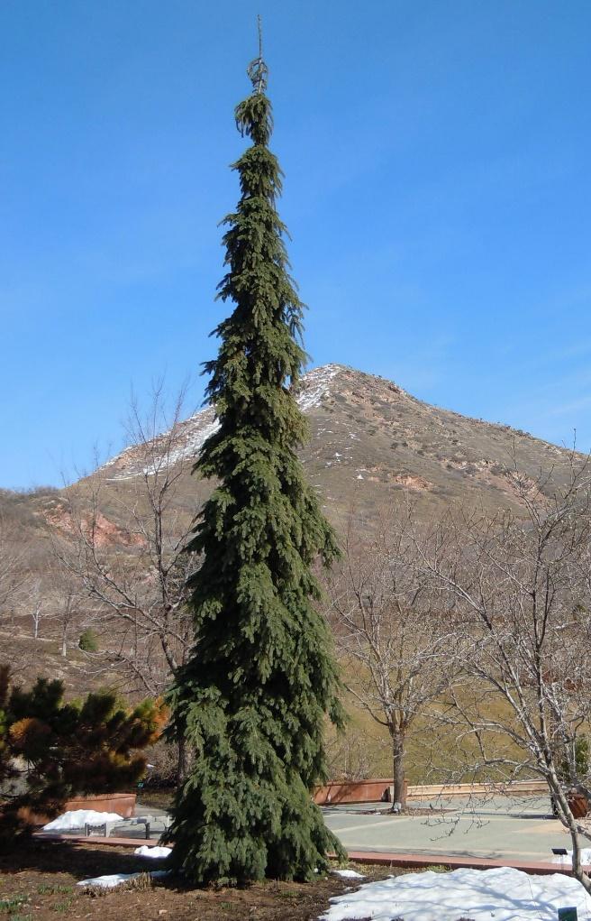 Weeping White Spruce