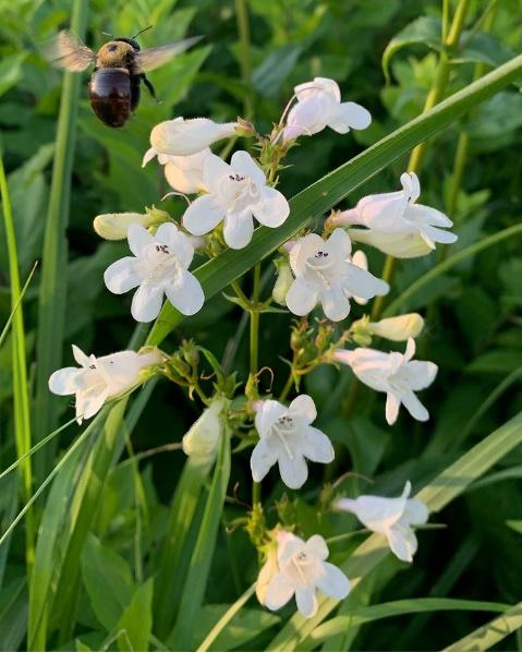 White Beardtongue