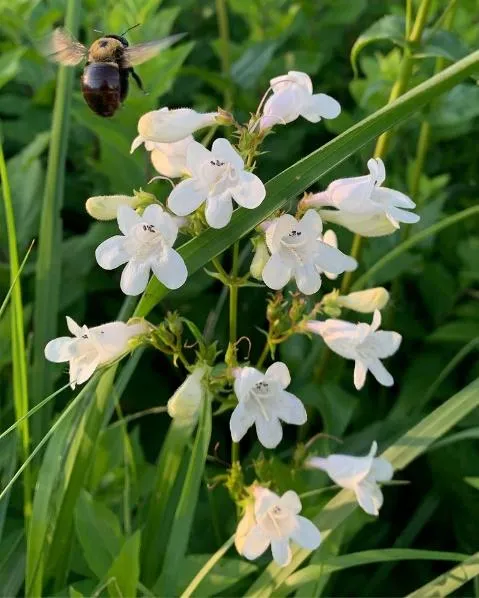White Beardtongue