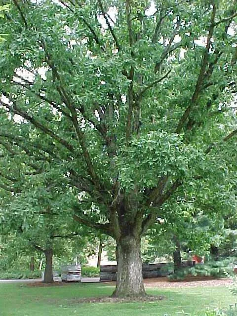 White Oak