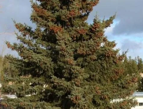 White Spruce