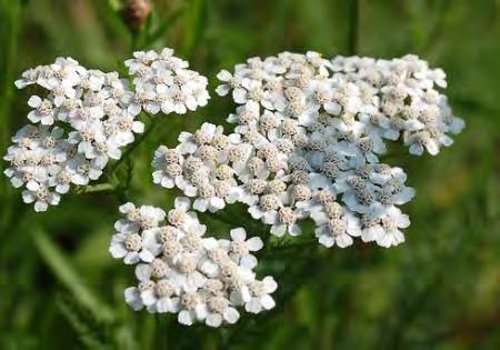 White Yarrow