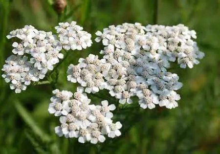 White Yarrow