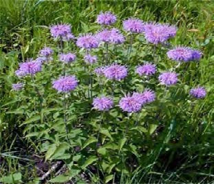 Wild Bergamot