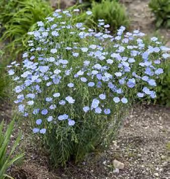 Wild Blue Flax