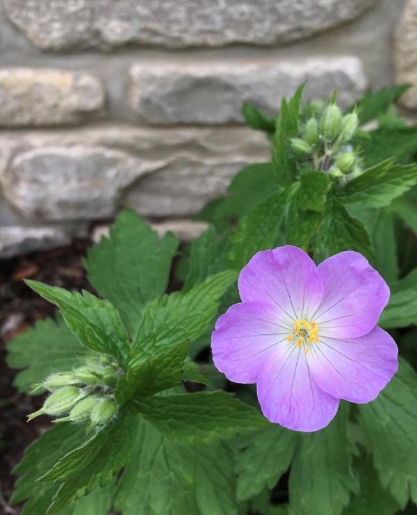 Wild Geranium