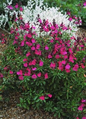 Wild Thing Sage